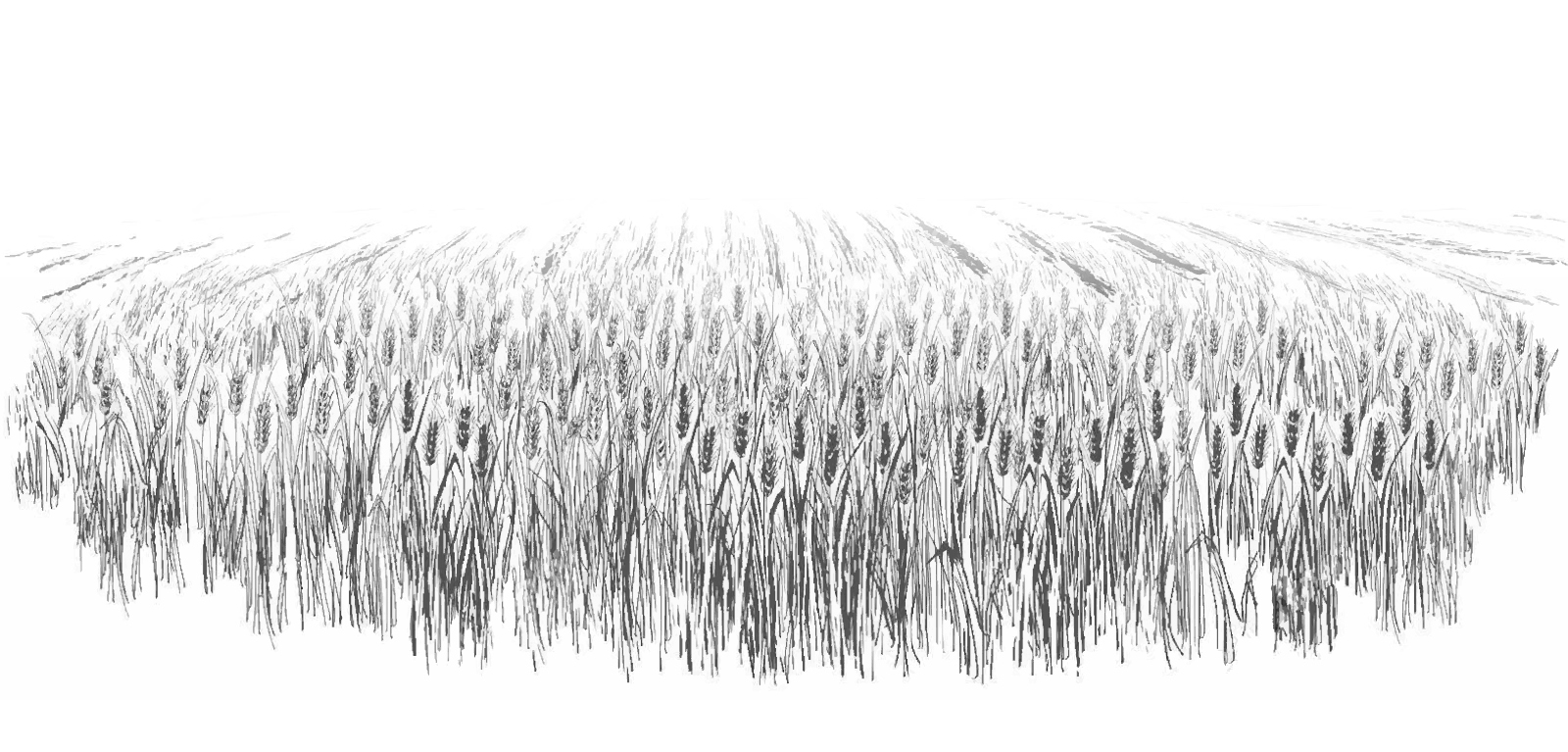 Поле пшеницы карандашом
